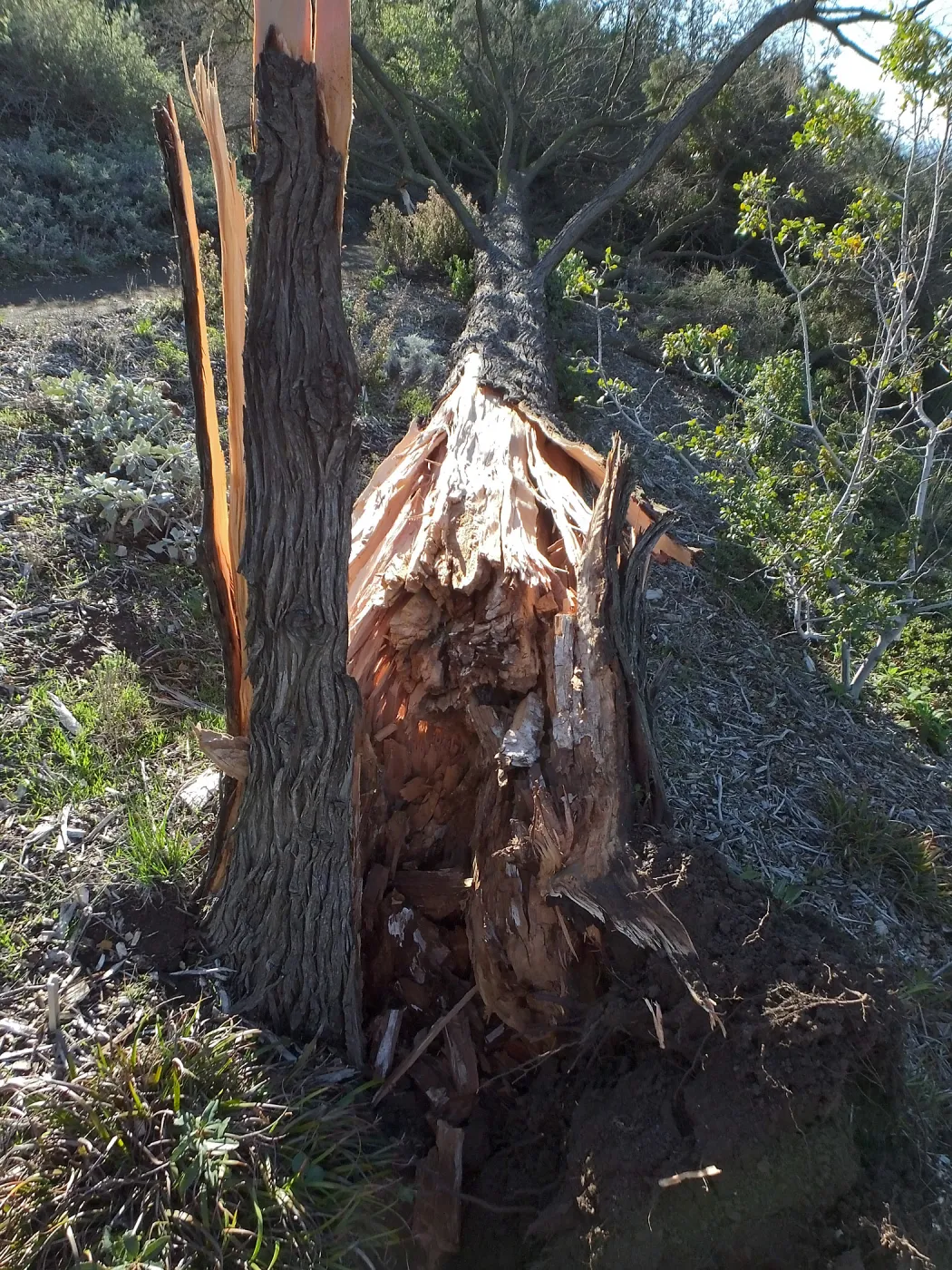 Last Sargent’s Cypress felled by 60mph winds January 31 2016