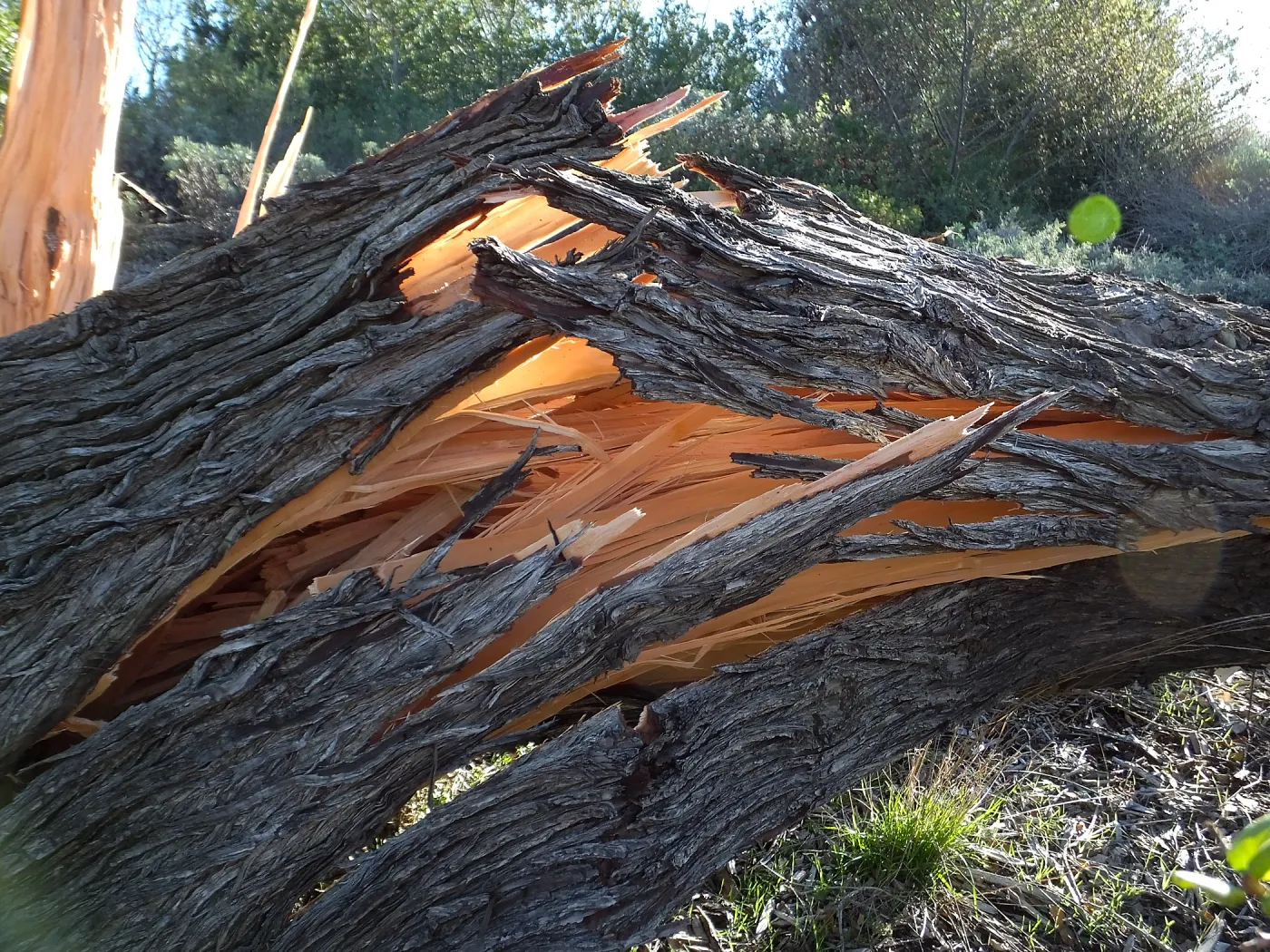 Last Sargent’s Cypress felled by 60mph winds January 31 2016