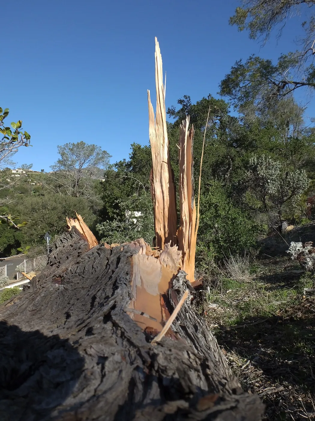 Last Sargent’s Cypress felled by 60mph winds January 31 2016