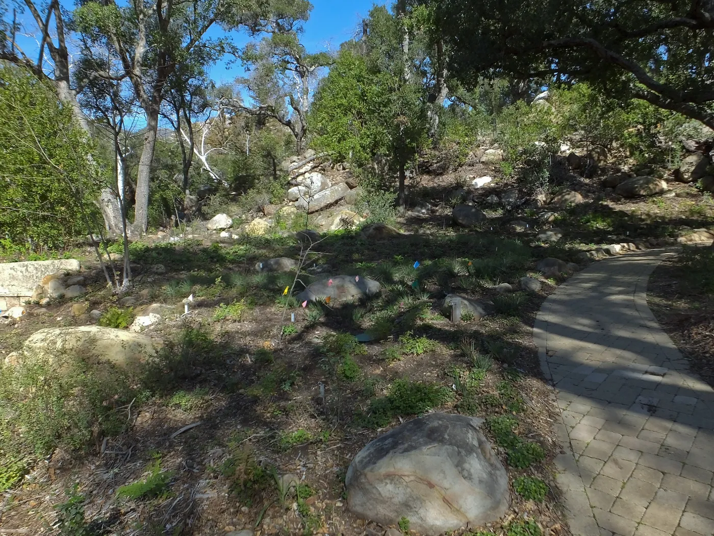 Wooded Dell