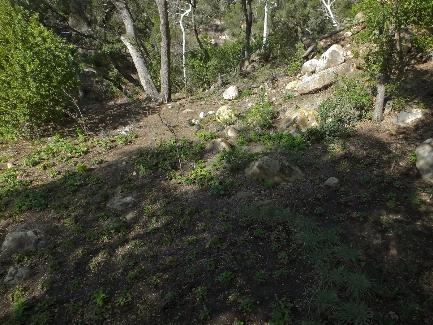 Wooded Dell