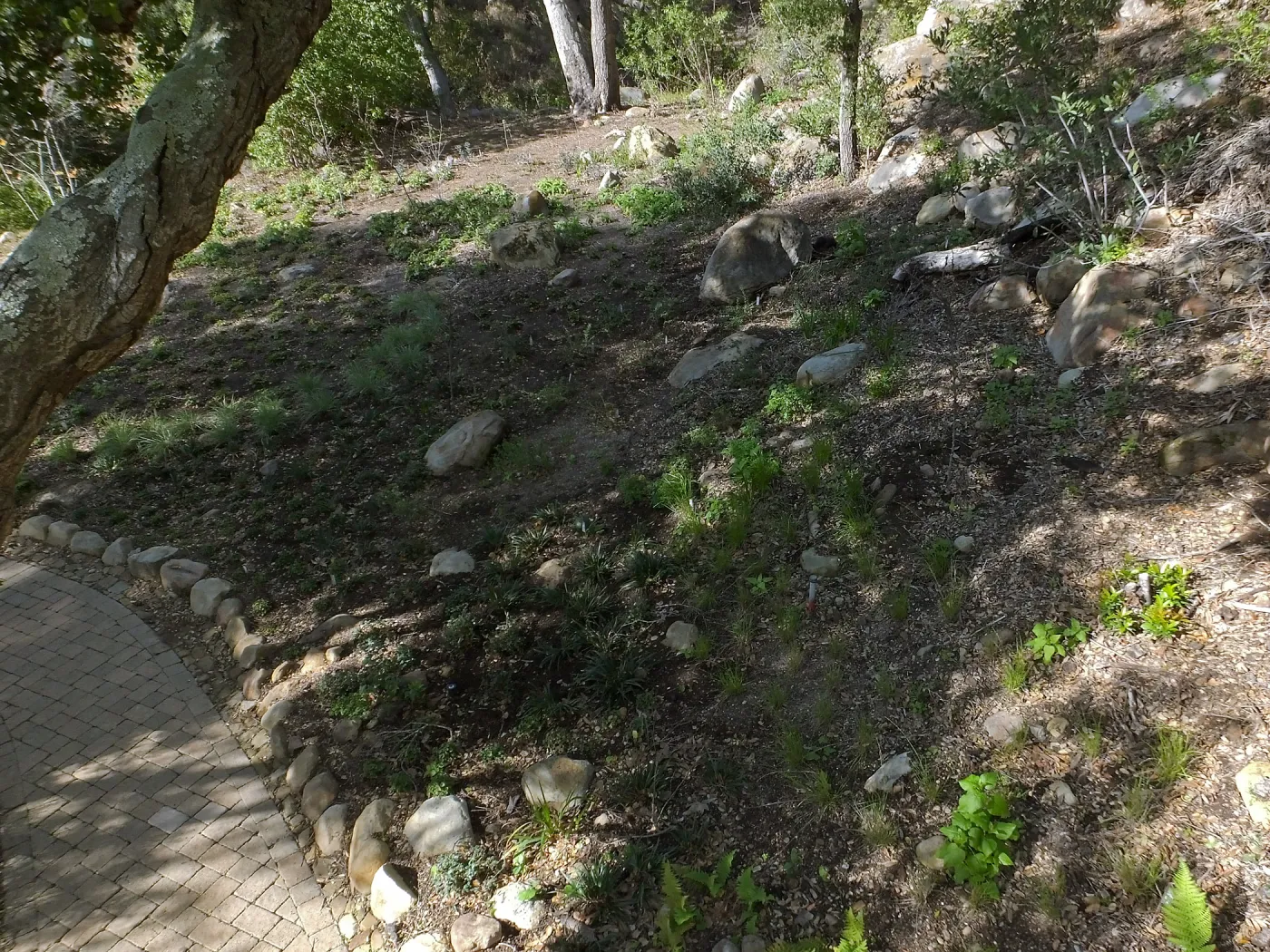 Wooded Dell