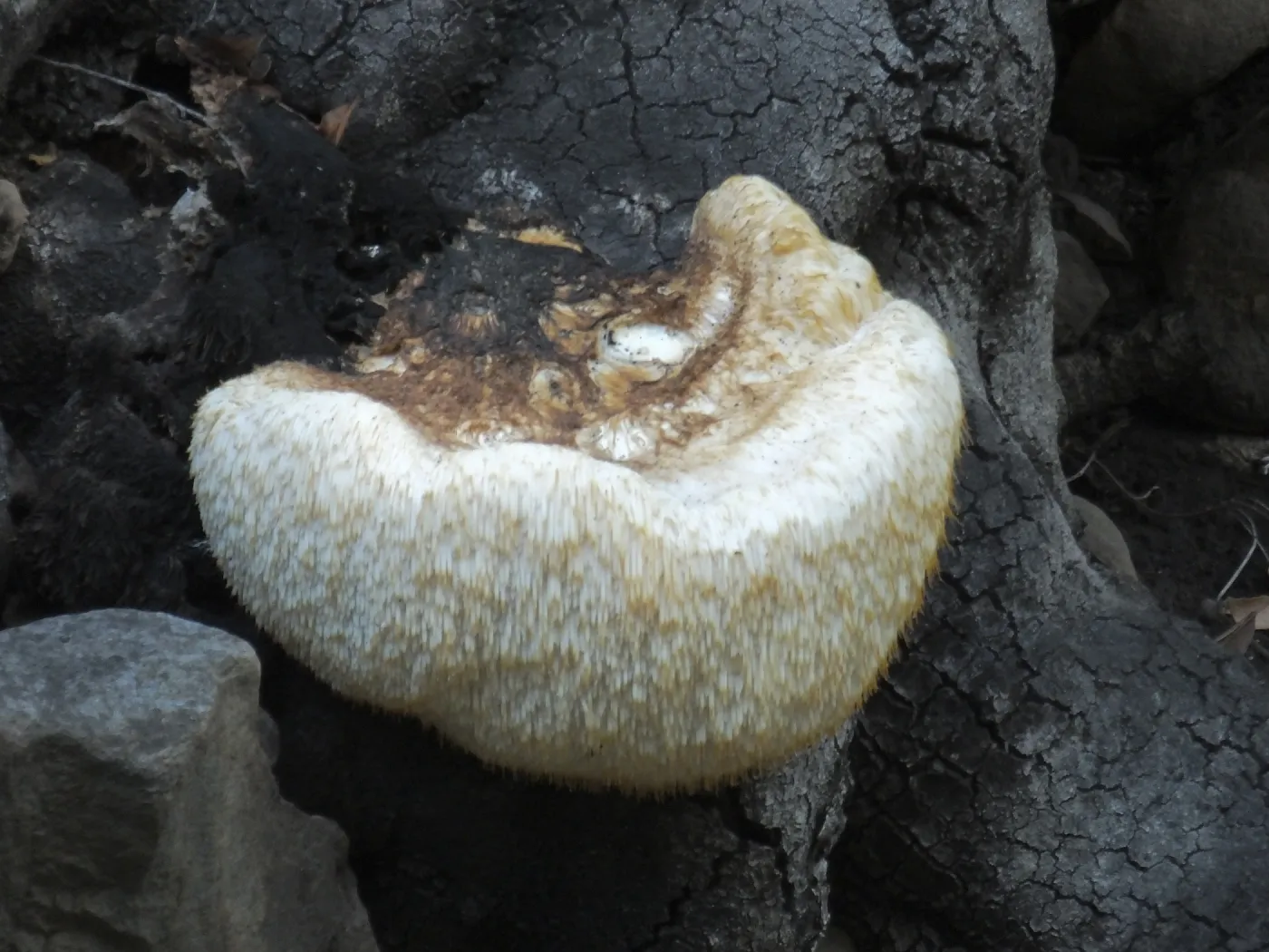 Lion’s Mane Mushroom, Hericium erinaceus