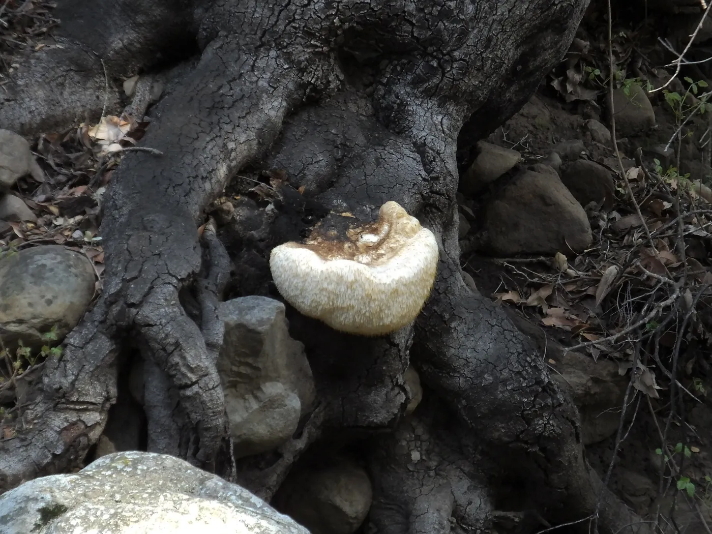 Lion’s Mane Mushroom, Hericium erinaceus