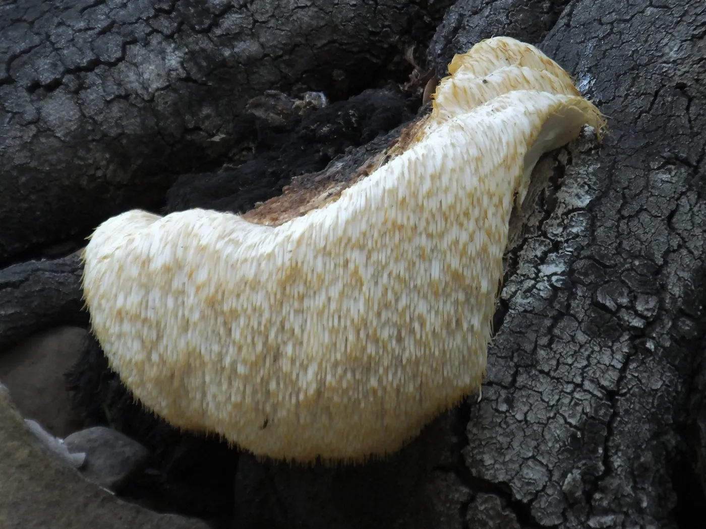 Lion’s Mane Mushroom, Hericium erinaceus