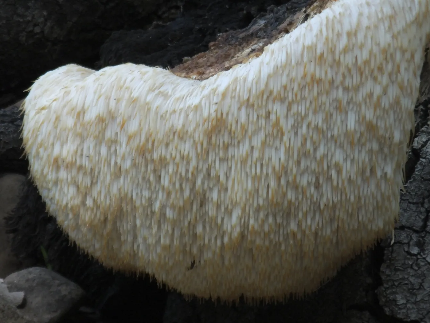 Lion’s Mane Mushroom, Hericium erinaceus