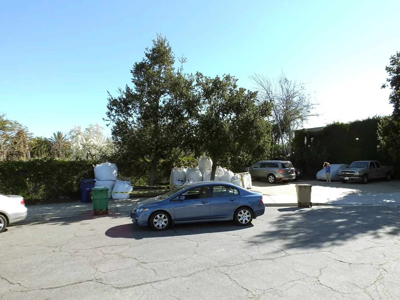 Island Oaks at 299 Palm Avenue, prior to relocation to the entrance of the new Island Section at the Pritzlaff Conservation Center