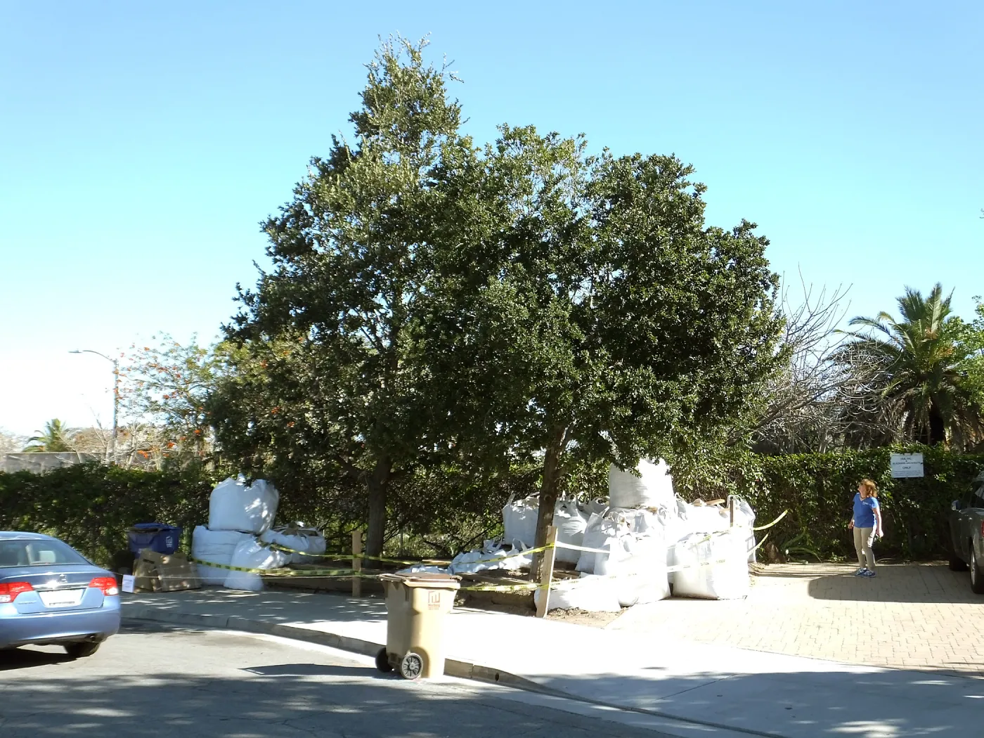 Island Oaks at 299 Palm Avenue, prior to relocation to the entrance of the new Island Section at the Pritzlaff Conservation Center