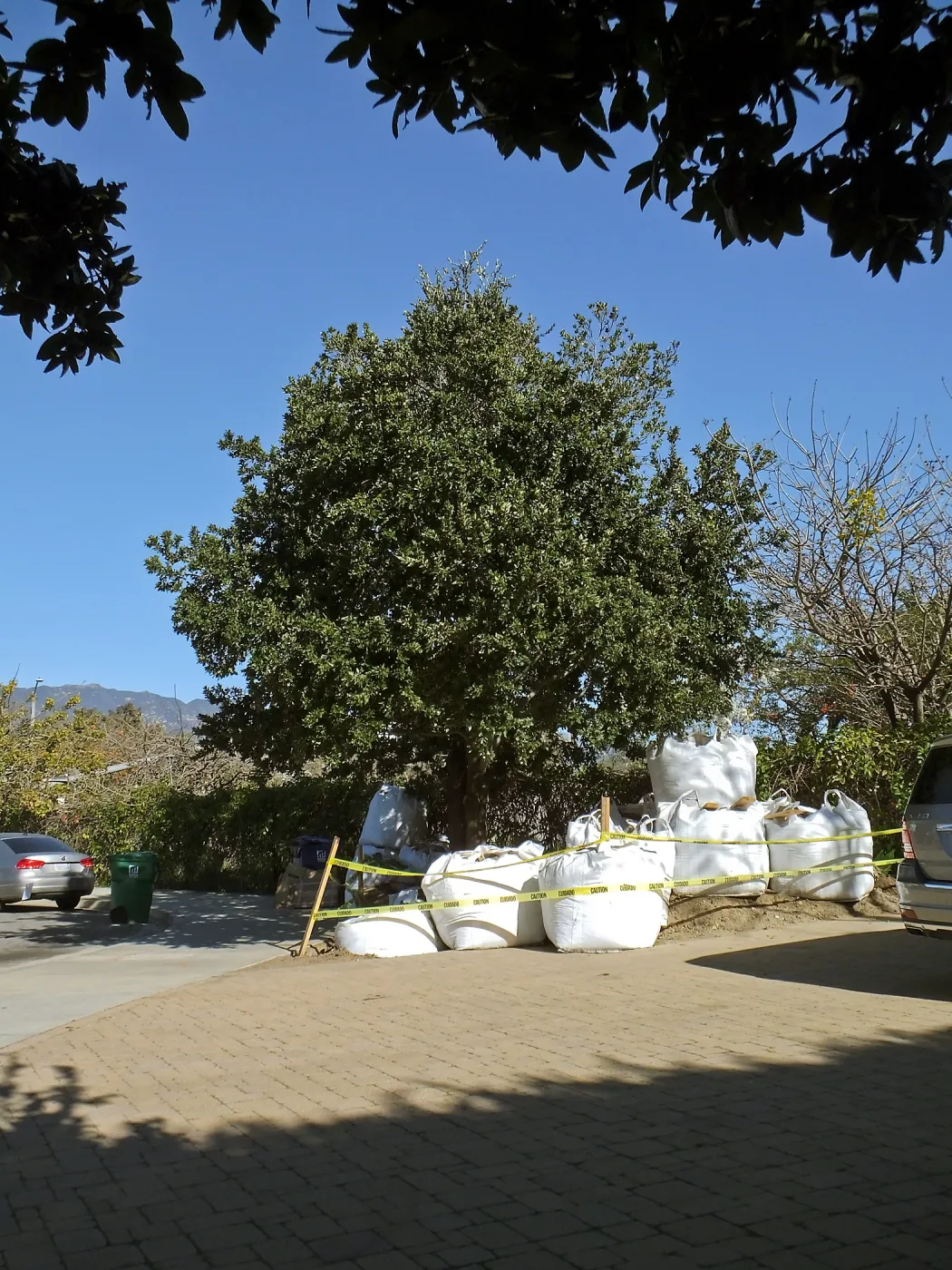 Island Oaks at 299 Palm Avenue, prior to relocation to the entrance of the new Island Section at the Pritzlaff Conservation Center