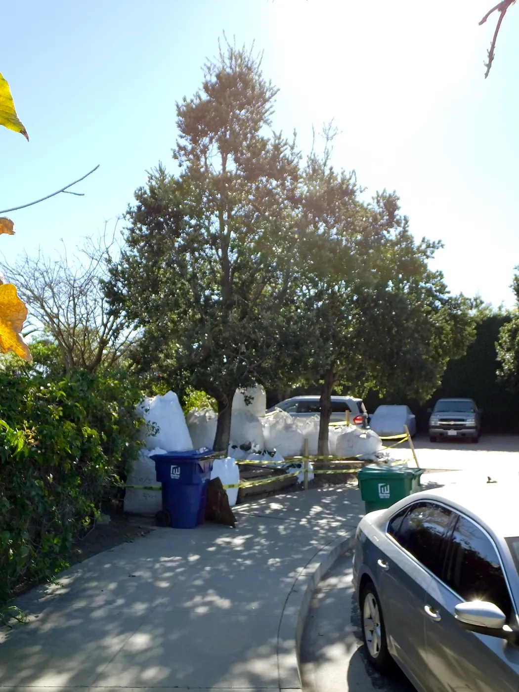 Island Oaks at 299 Palm Avenue, prior to relocation to the entrance of the new Island Section at the Pritzlaff Conservation Center