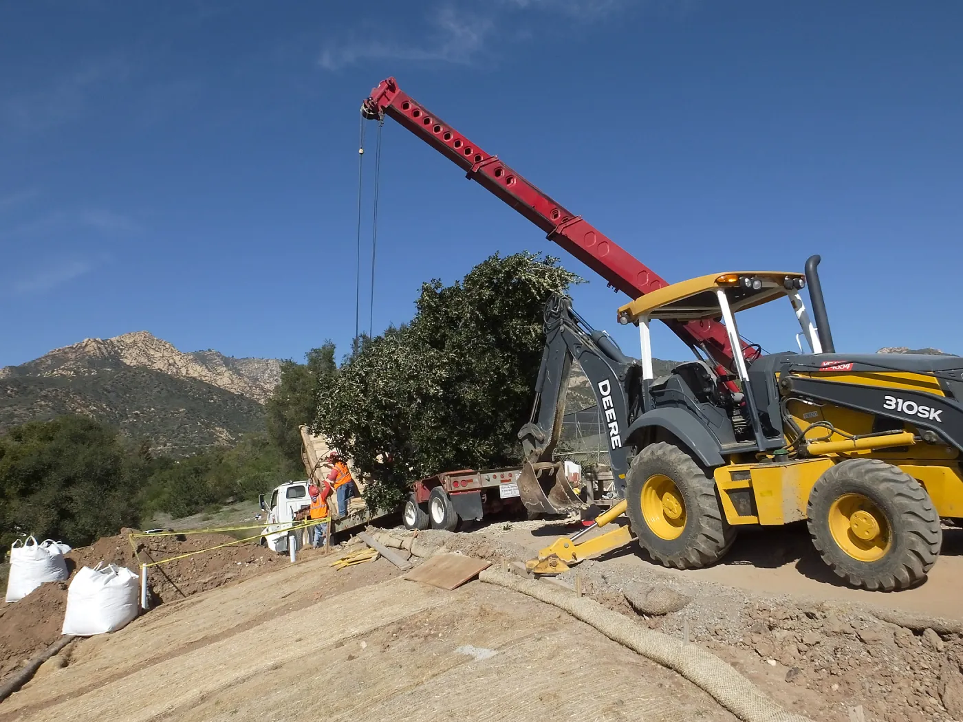 Installation of Island Oaks, flanking the entrance to the new Island Section at the Pritzlaff Conservation Center