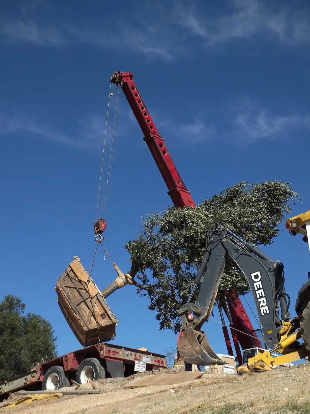 Installation of Island Oaks, flanking the entrance to the new Island Section at the Pritzlaff Conservation Center