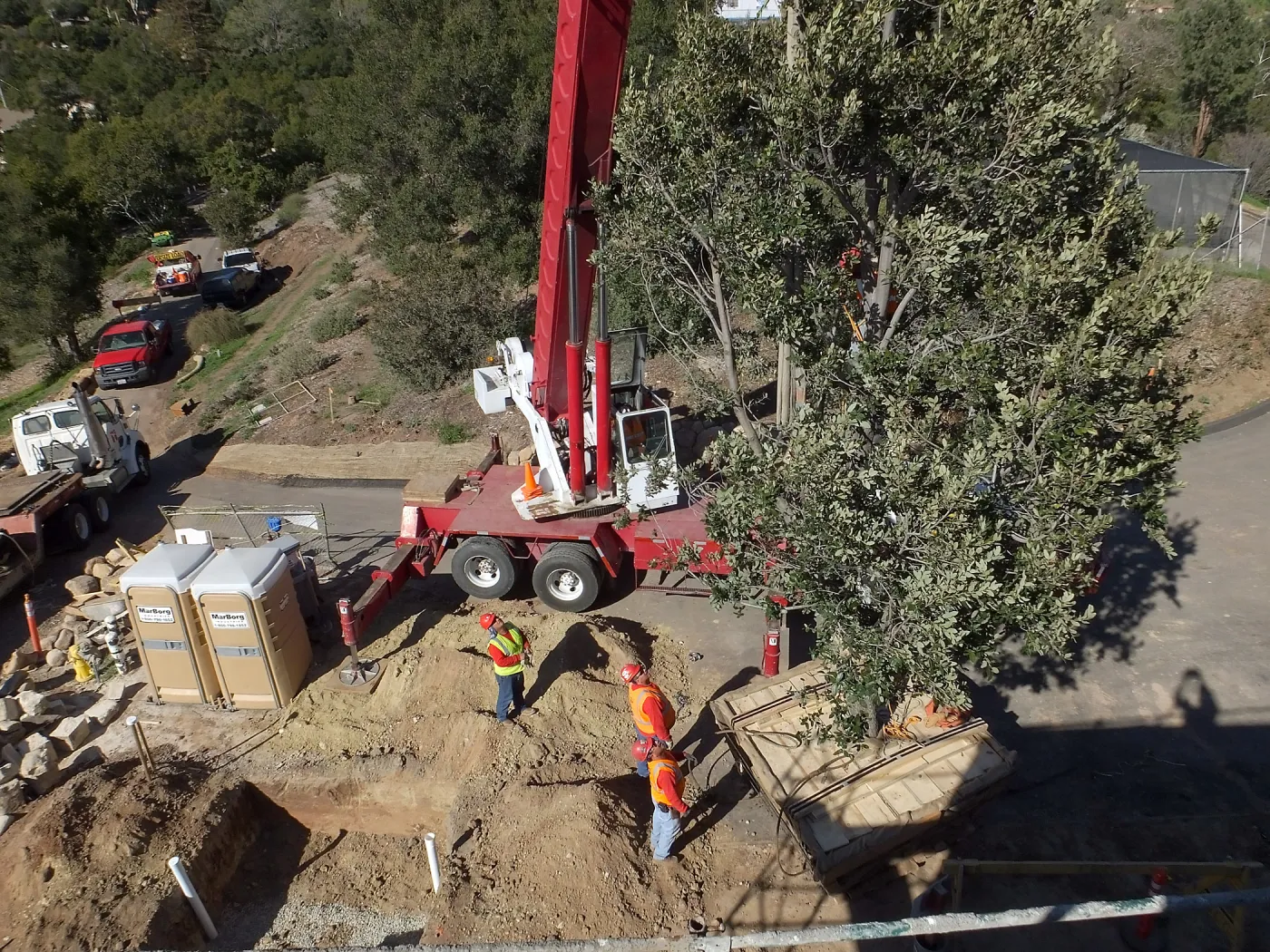 Installation of Island Oaks, flanking the entrance to the new Island Section at the Pritzlaff Conservation Center