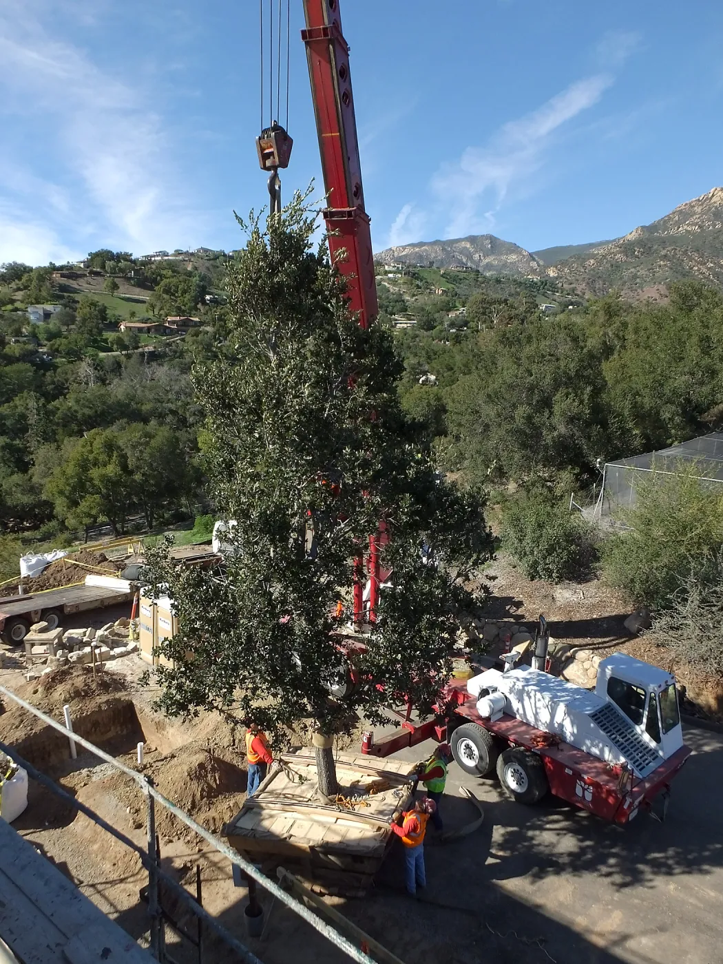 Installation of Island Oaks, flanking the entrance to the new Island Section at the Pritzlaff Conservation Center