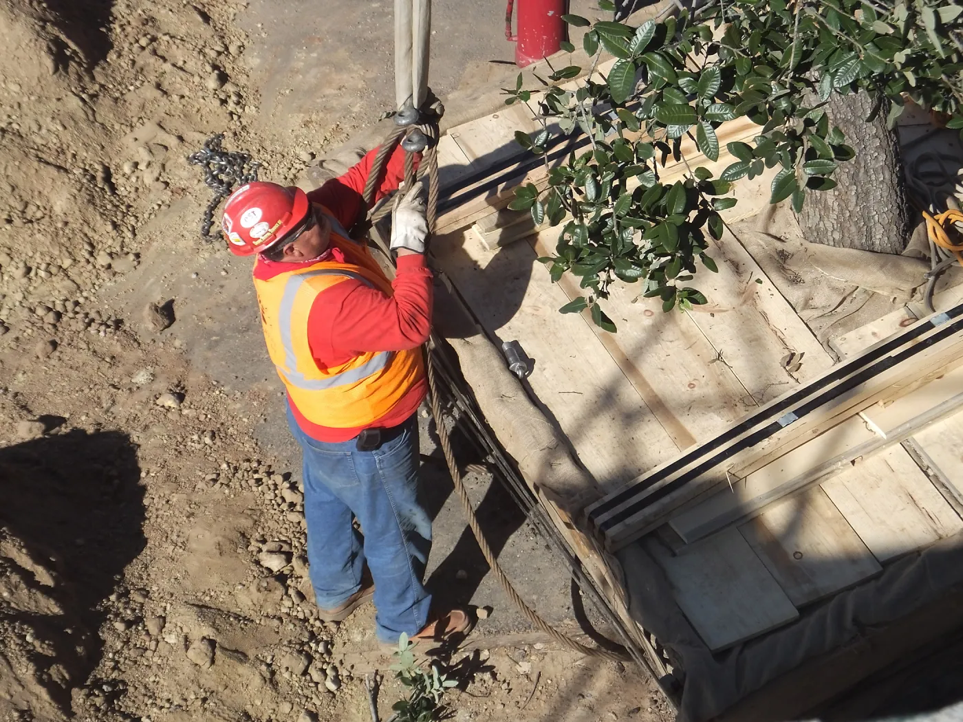 Installation of Island Oaks, flanking the entrance to the new Island Section at the Pritzlaff Conservation Center