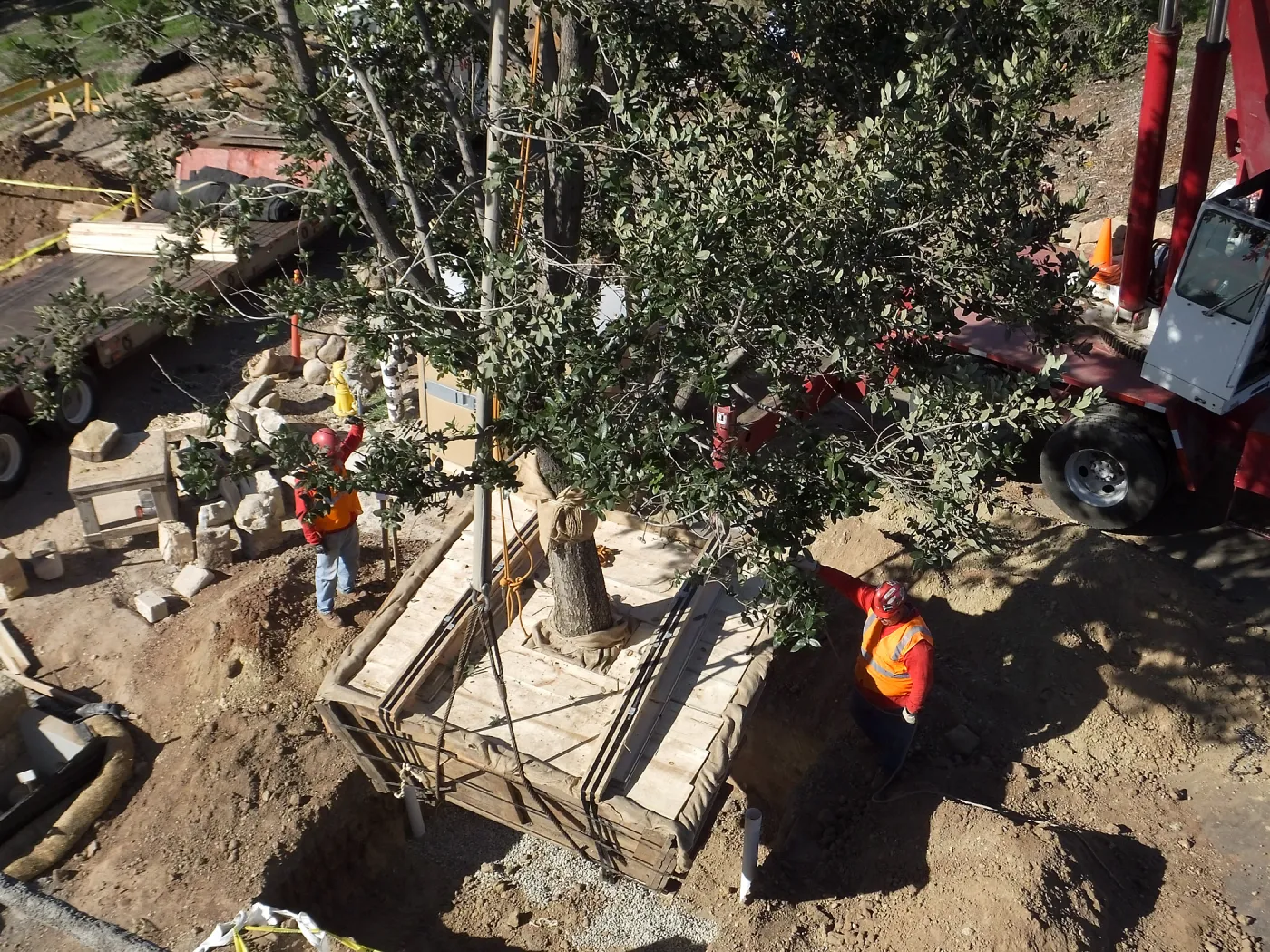 Installation of Island Oaks, flanking the entrance to the new Island Section at the Pritzlaff Conservation Center