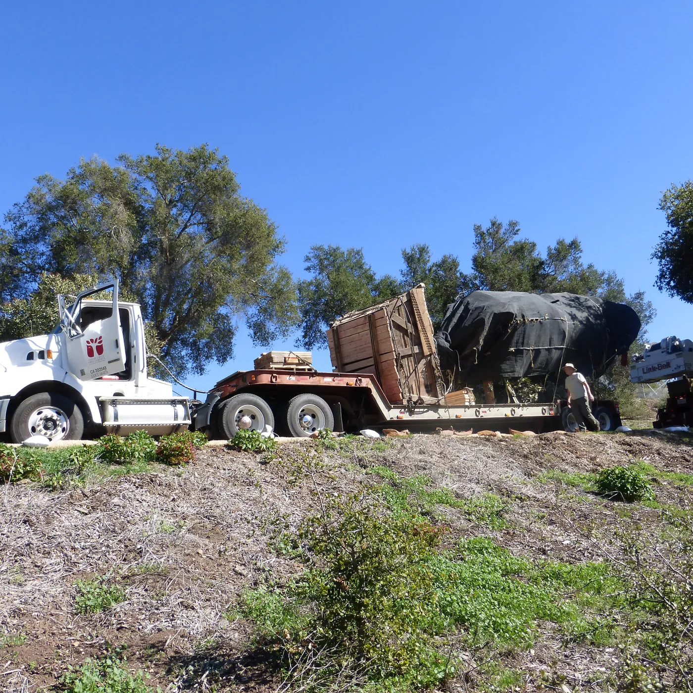 Installation of Island Oaks, flanking the entrance to the new Island Section at the Pritzlaff Conservation Center
