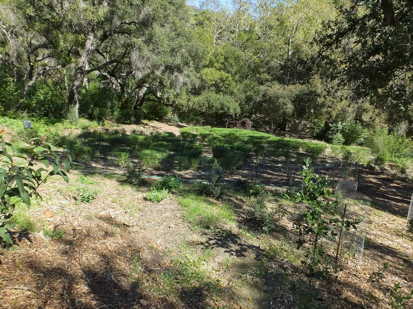 Centennial Maze