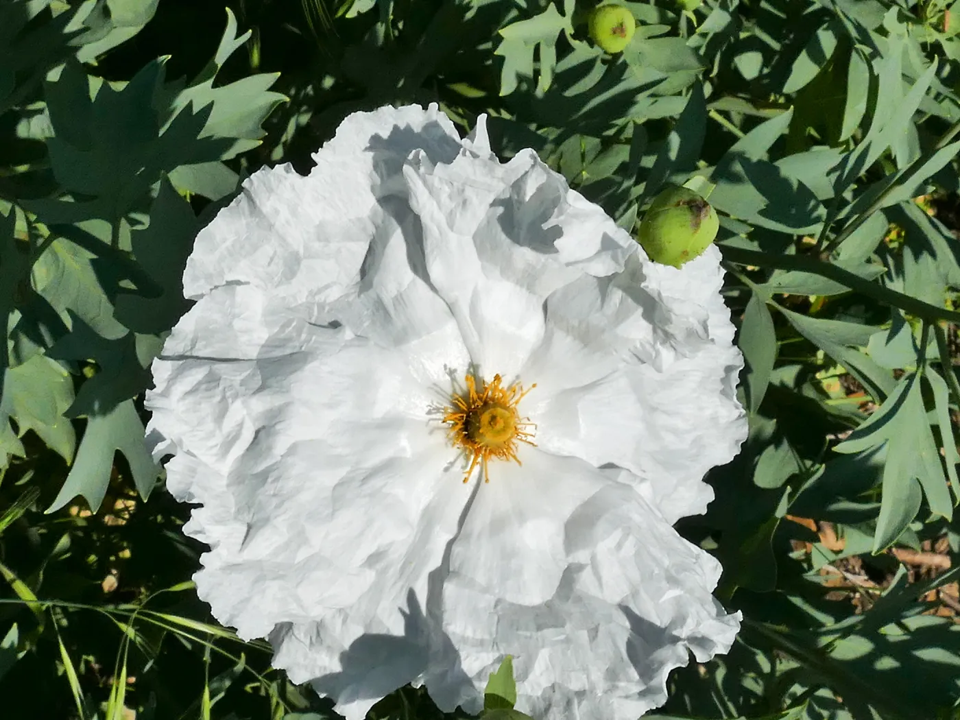Matilija poppy on the Porter Trail