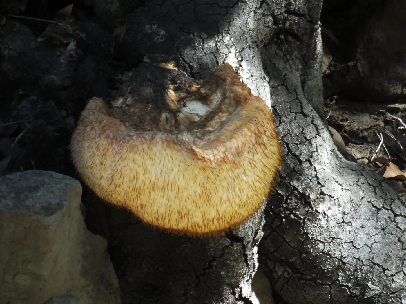 Lion’s Mane Mushroom, Hericium erinaceus