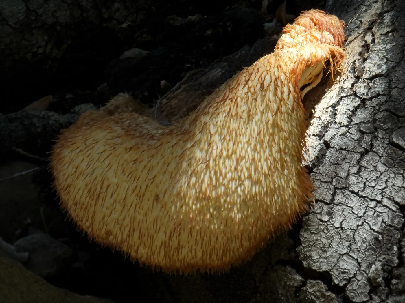 Lion’s Mane Mushroom, Hericium erinaceus