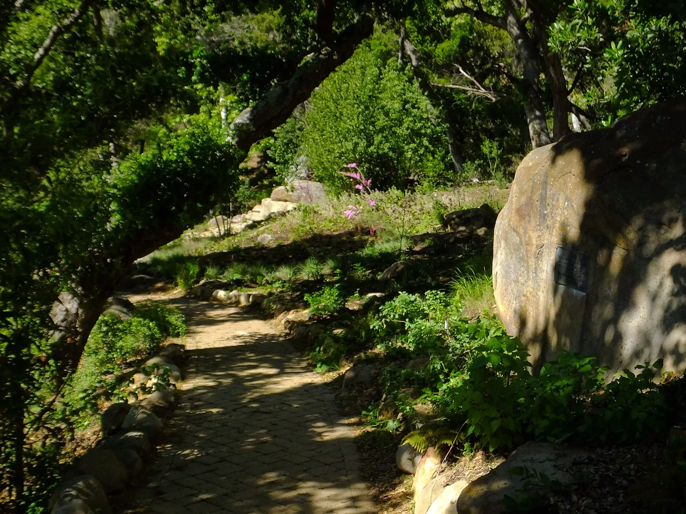 Wooded Dell, looking down Campbell Trail