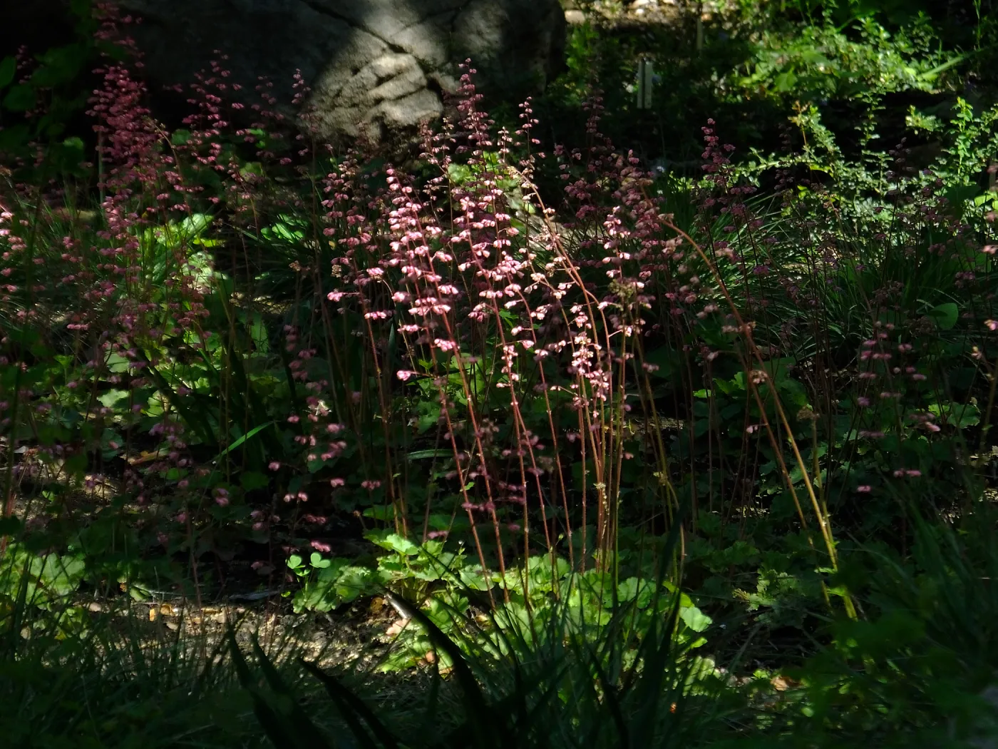 Wooded Dell, Heuchera