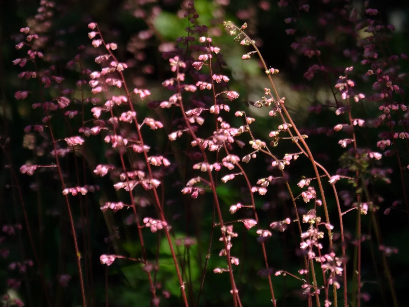 Wooded Dell, Heuchera