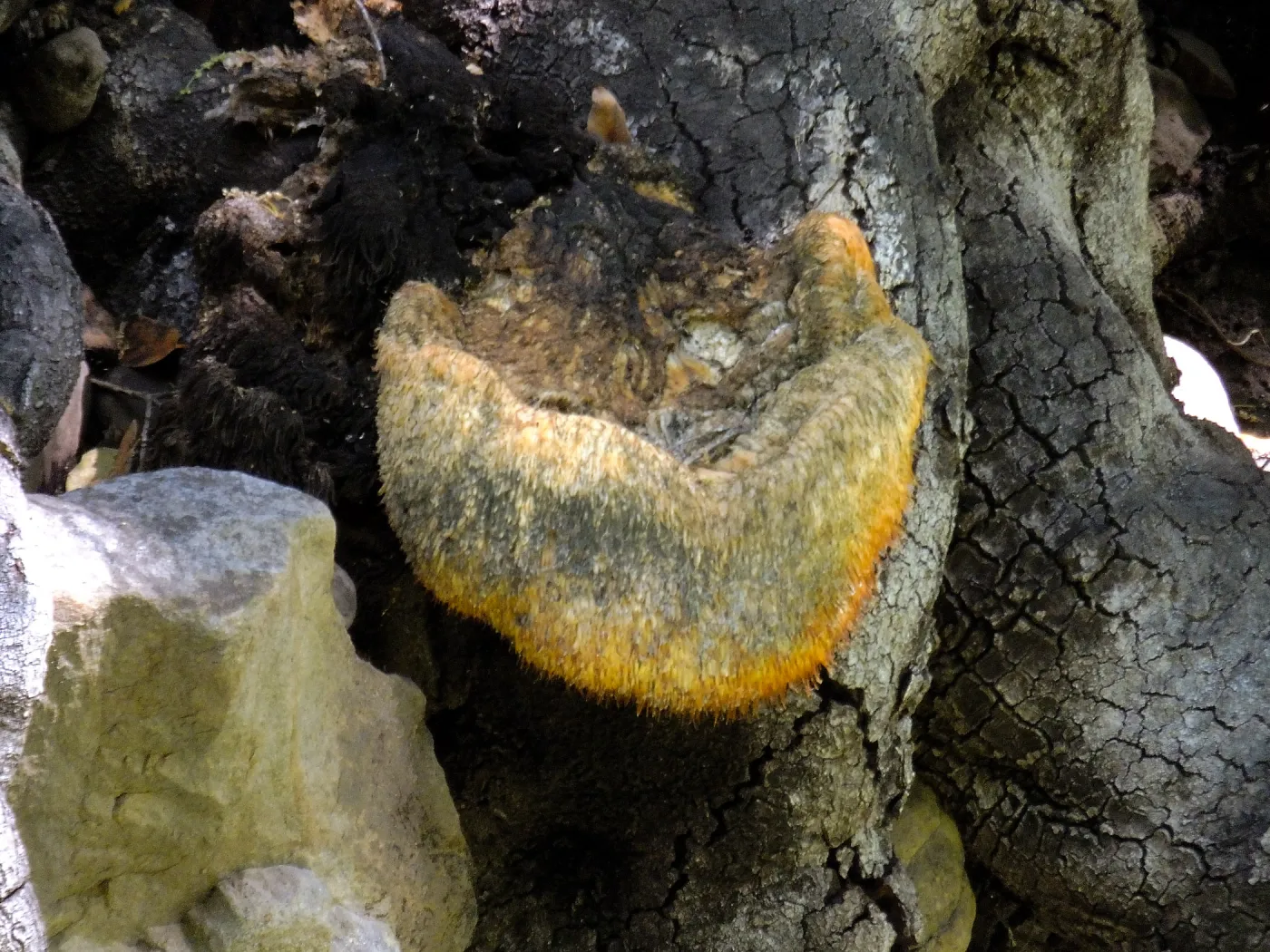 Lion’s Mane Mushroom, Hericium erinaceus