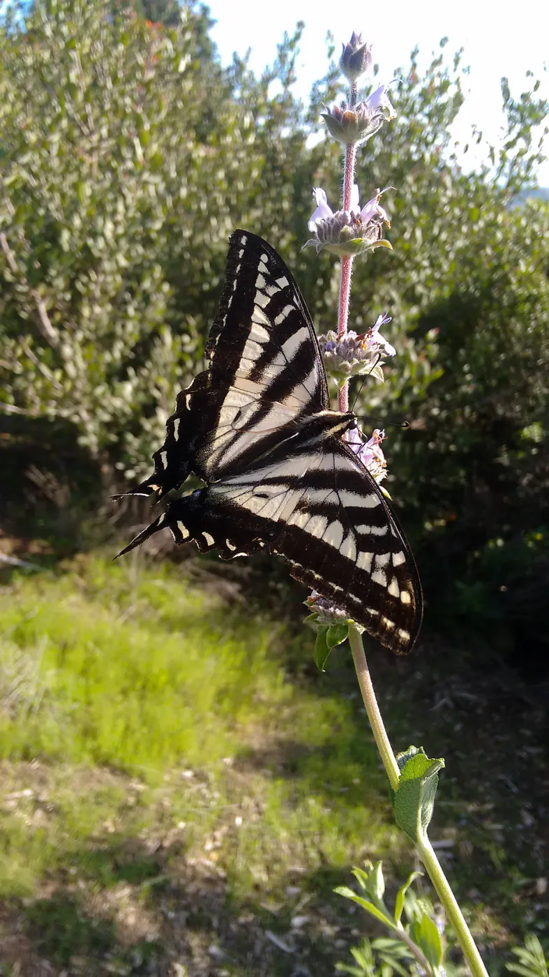 Swallowtail butterfly, genus Papilio