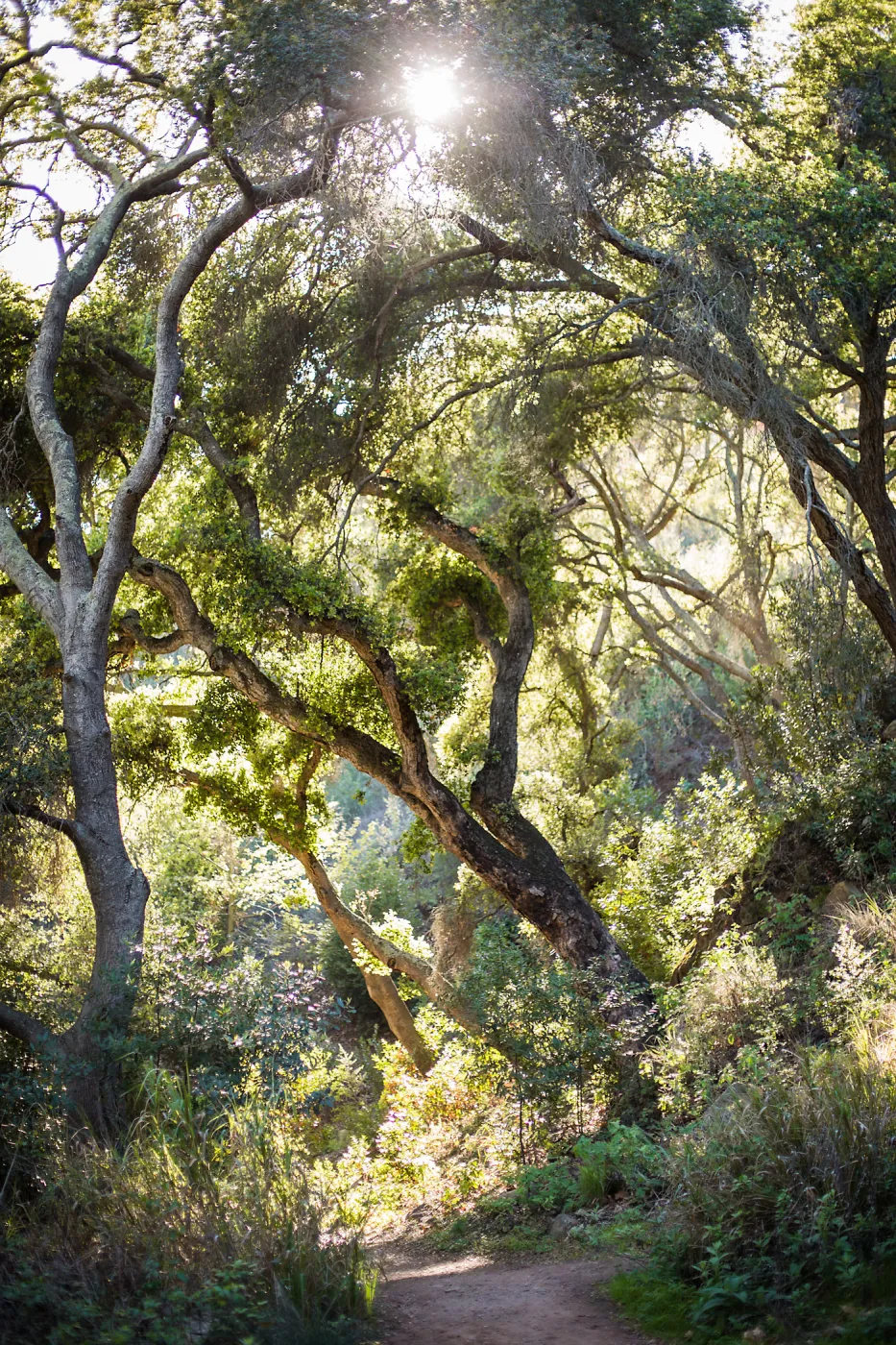 2016 Santa Barbara Beer Garden Event