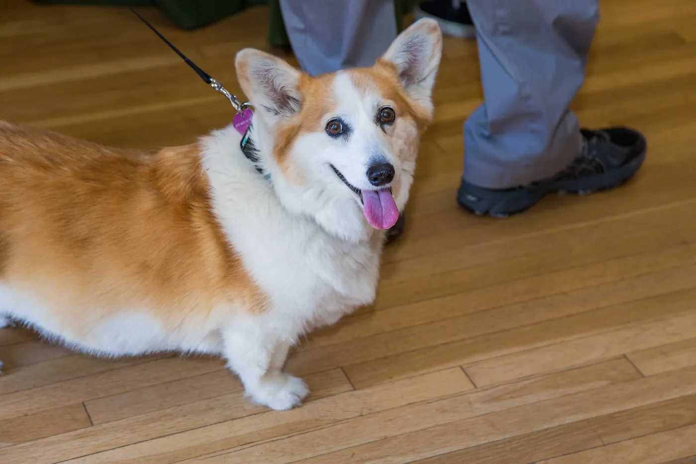 2016 Santa Barbara Beer Garden Event, Jess Parker and Robyn Parker Corgi