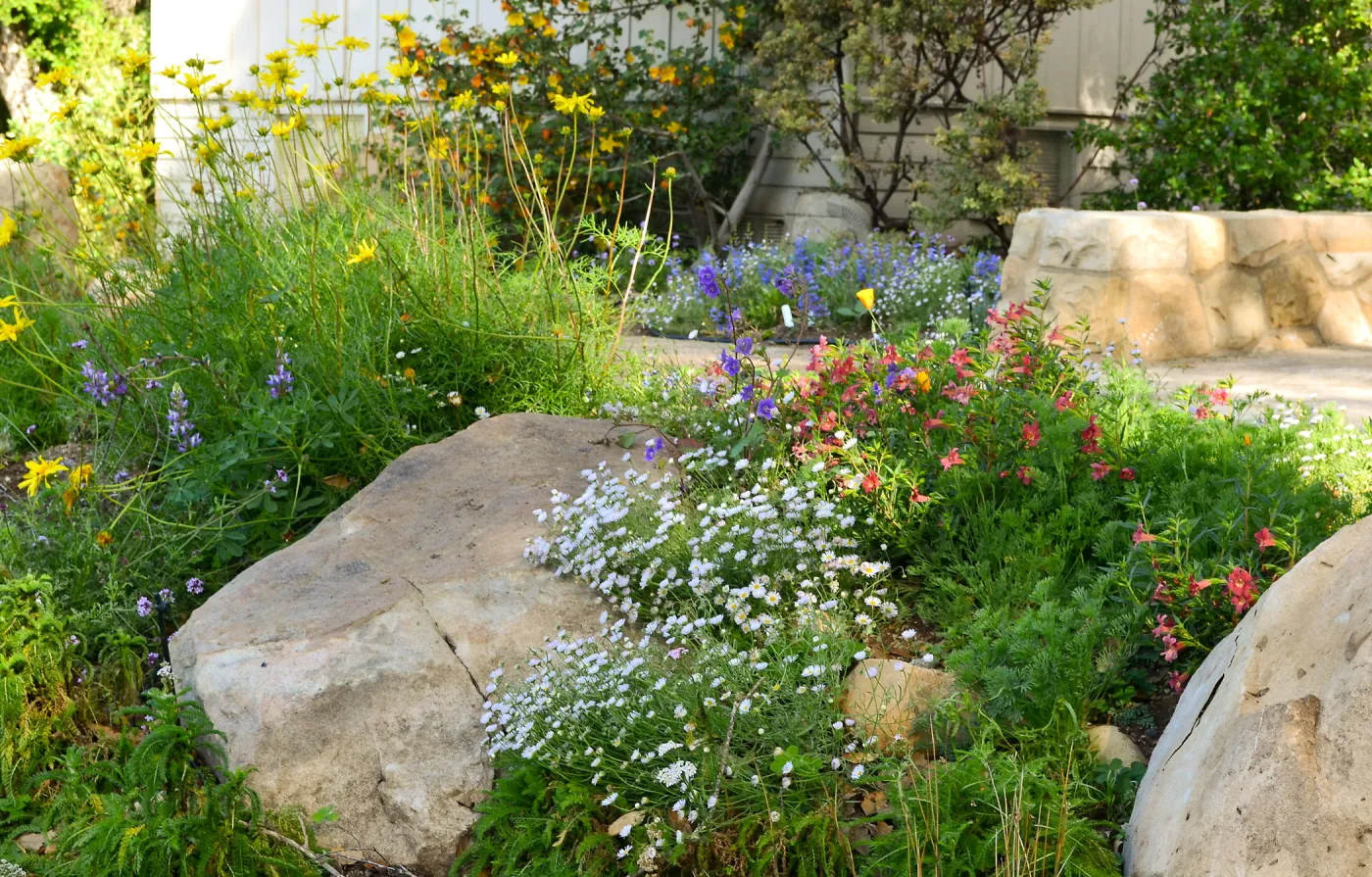 Home rain garden