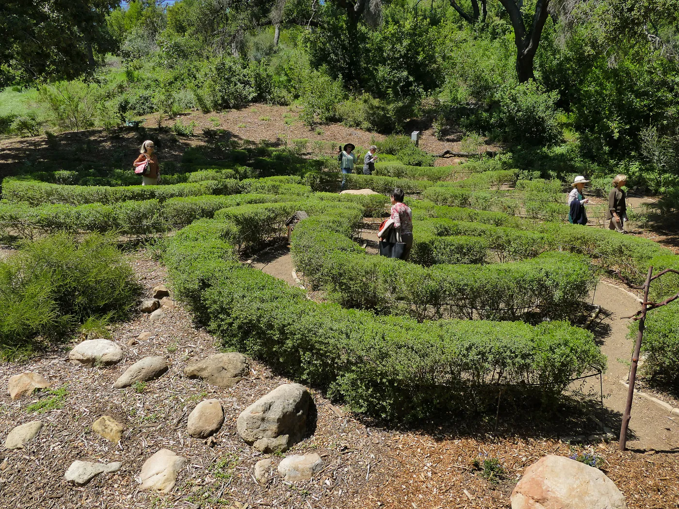 Garden Club of Santa Barbara Centennial Birthday Meeting, Club members touring the Centennial Maze