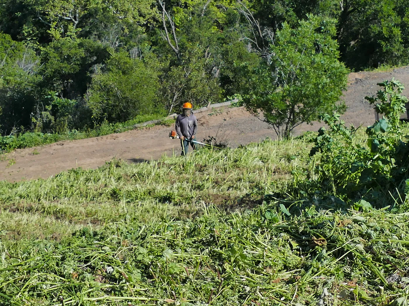 Tony Lee cutting weeds on the East Slope