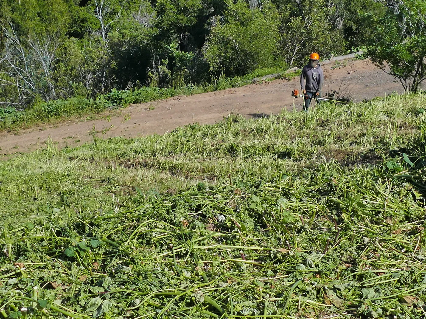 Tony Lee cutting weeds on the East Slope