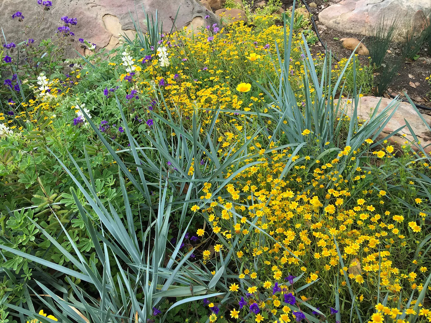 Wildflowers in the Home Demonstration Garden