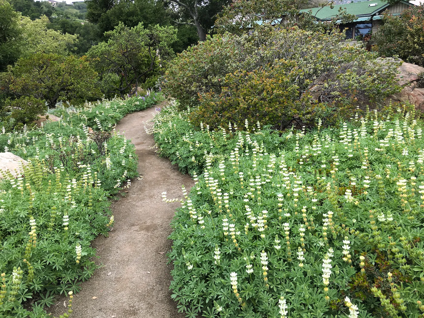 White Lupine in the Manzanita Section