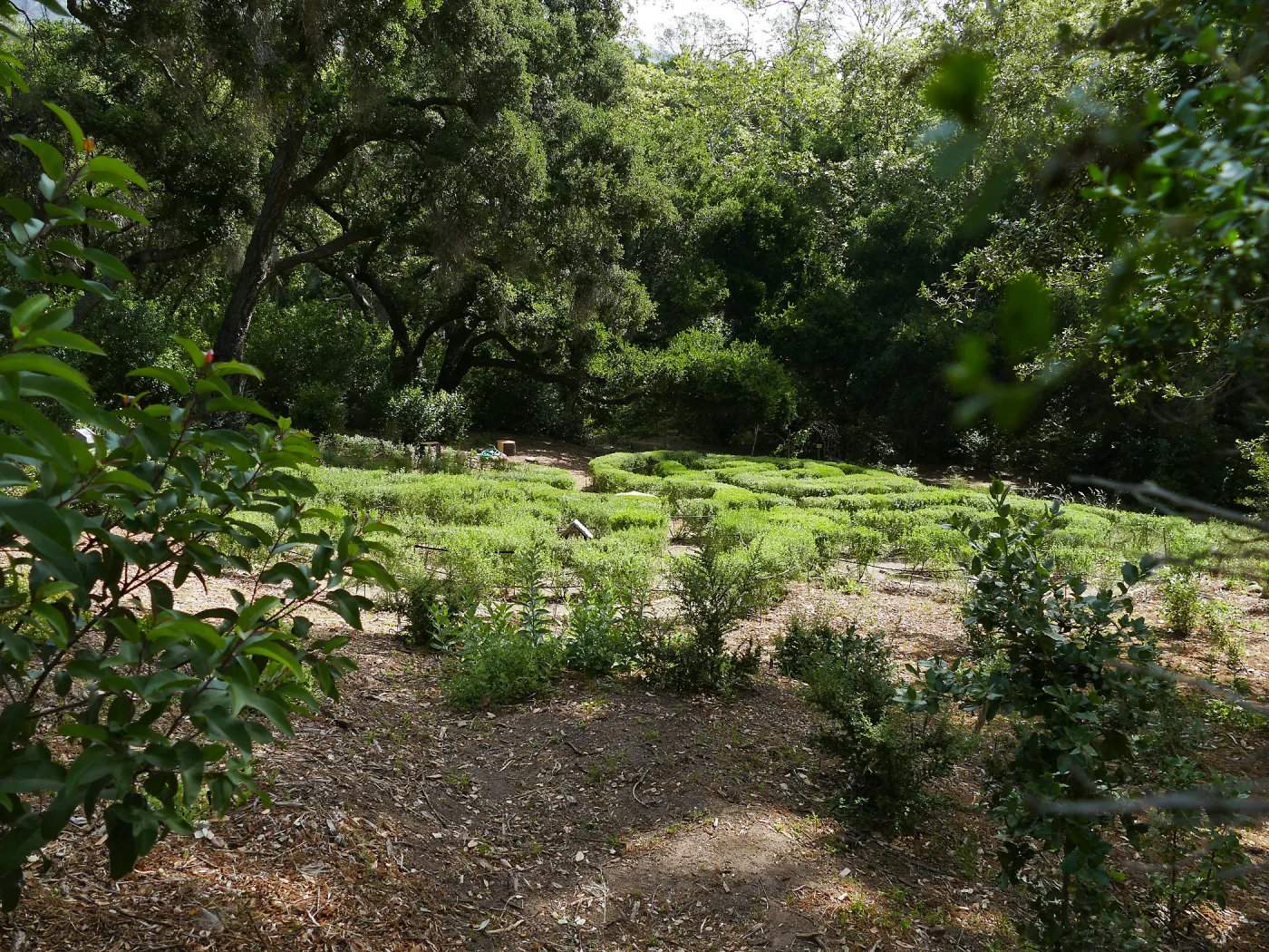 Centennial Maze