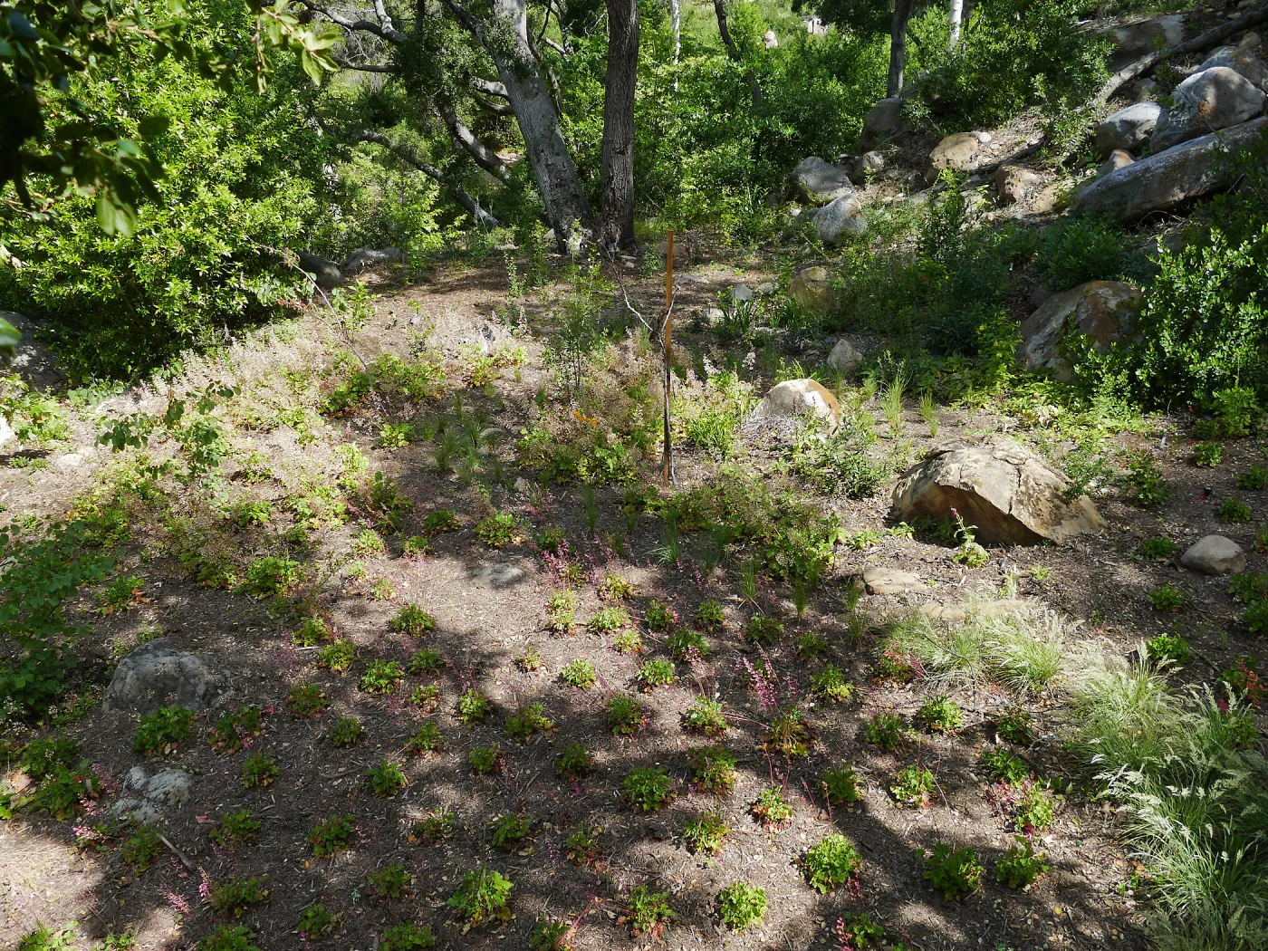Wooded Dell