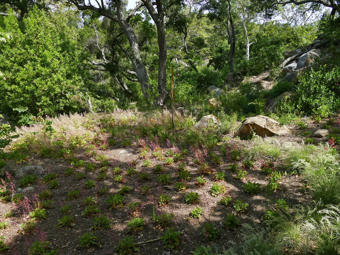 Wooded Dell