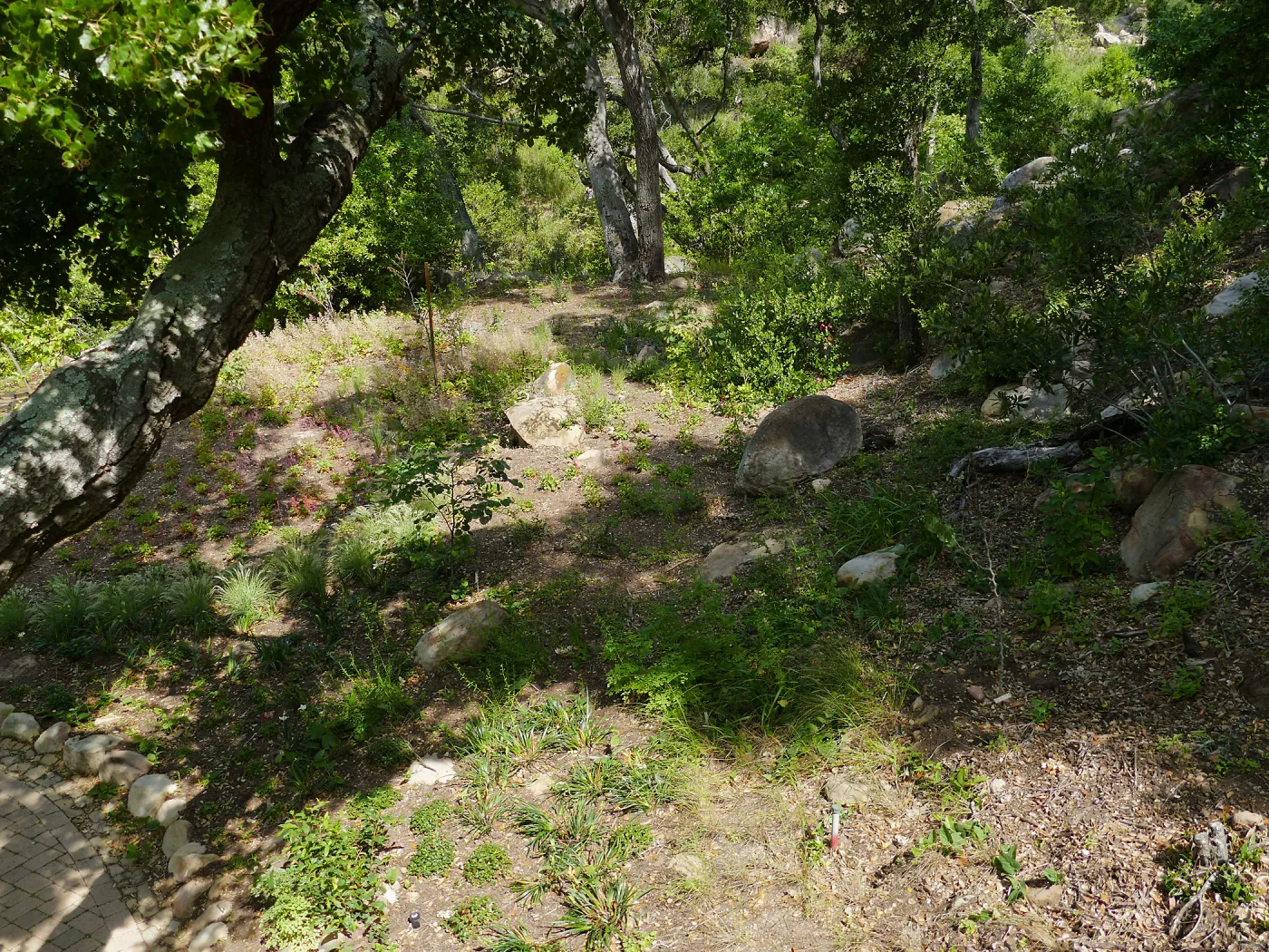 Wooded Dell