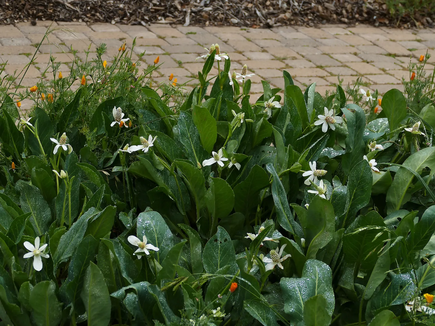 Yerba Mansa