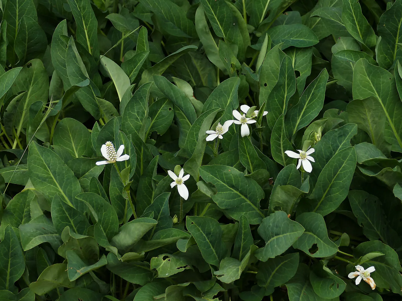 Yerba Mansa