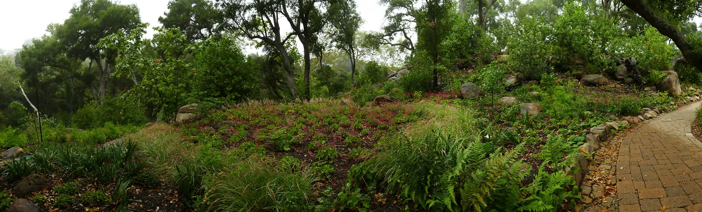 Wooded Dell panorama