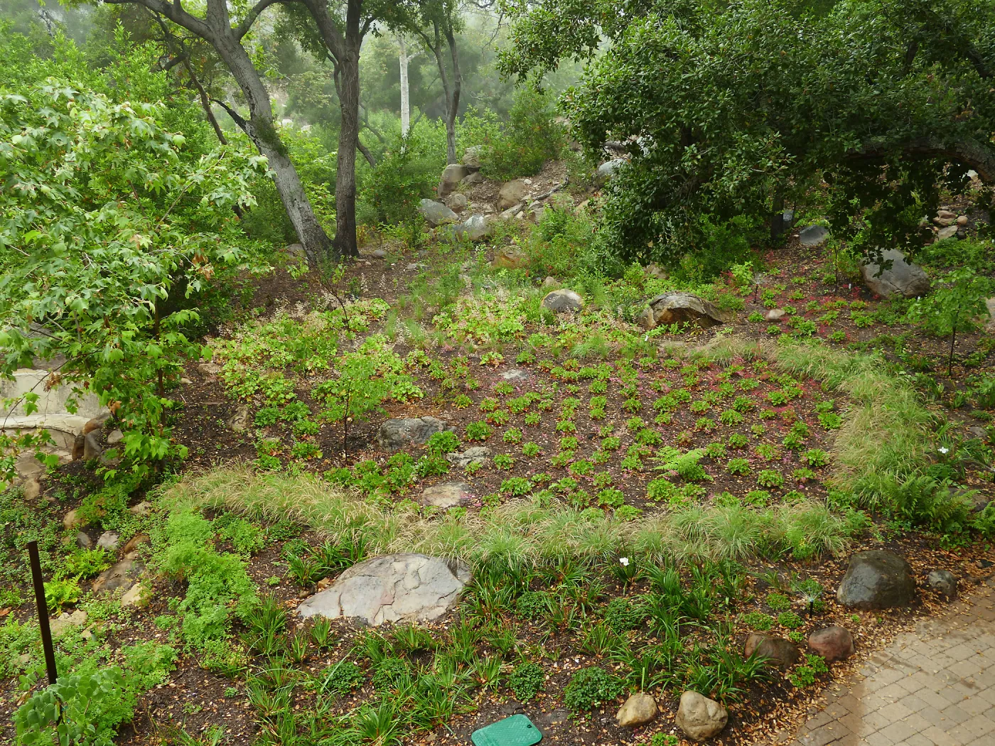 Wooded Dell