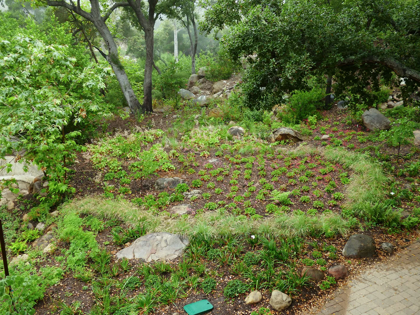 Wooded Dell