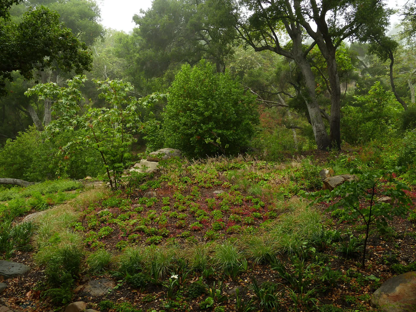 Wooded Dell