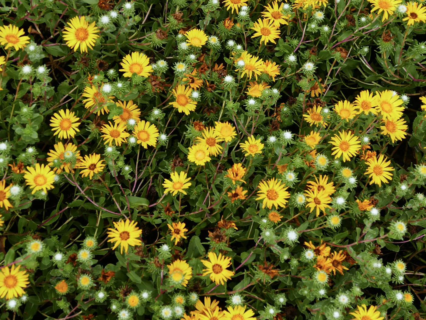 Grindelia stricta