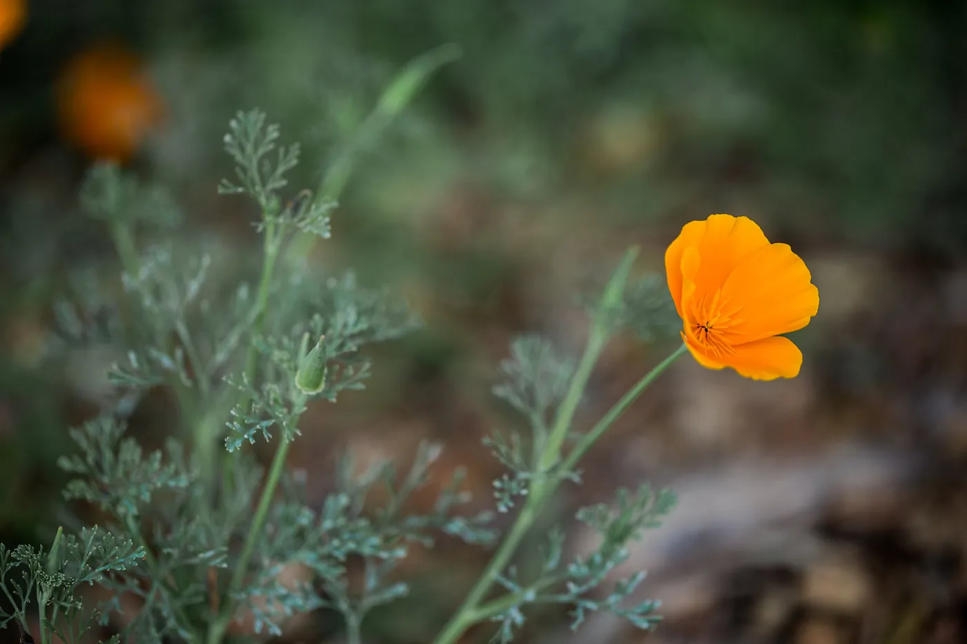 Poppy